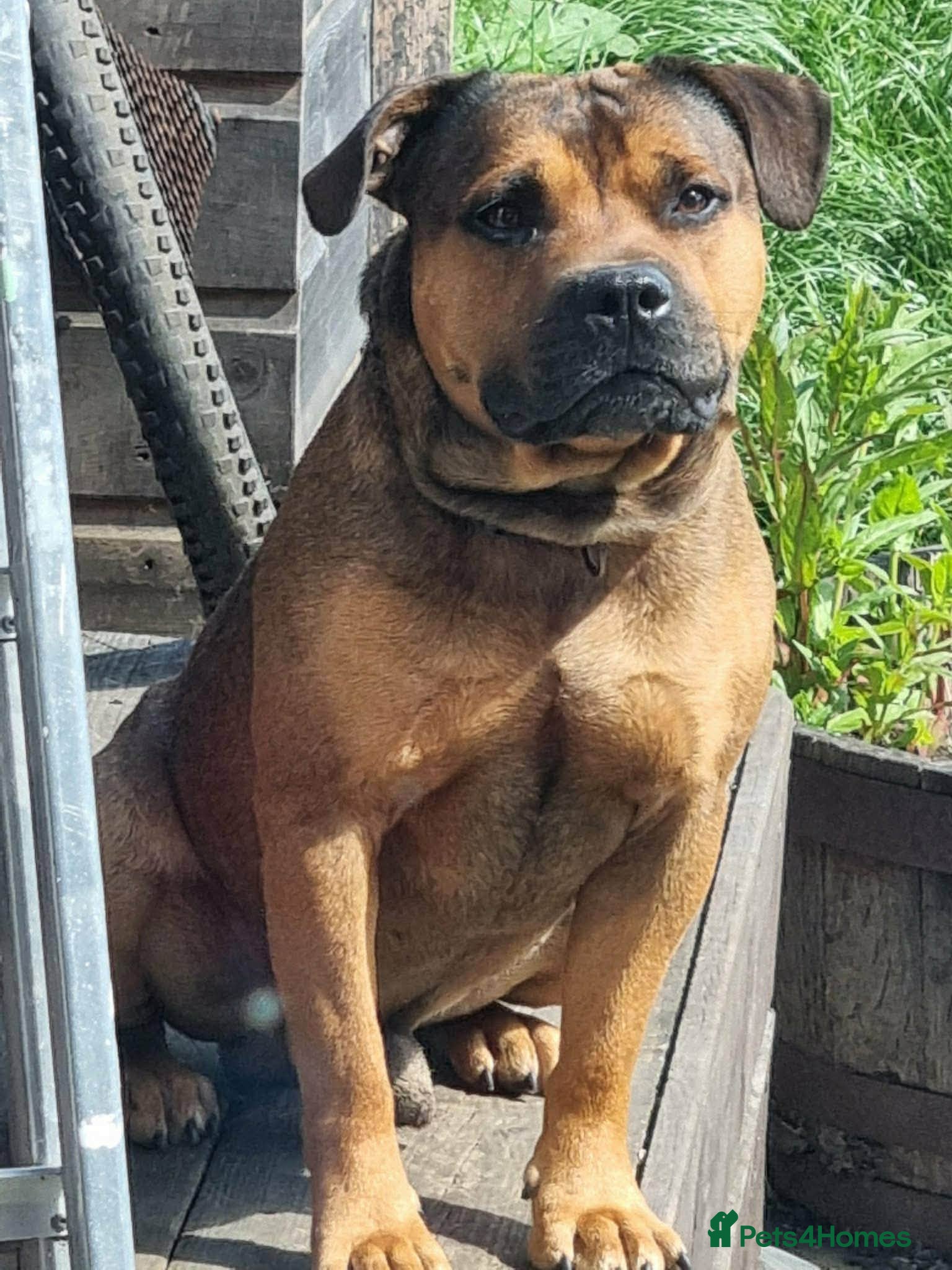Staffordshire Bull Terrier dogs for sale: 8 staffy puppies looking for forever homes  in Alloa - Advert 3