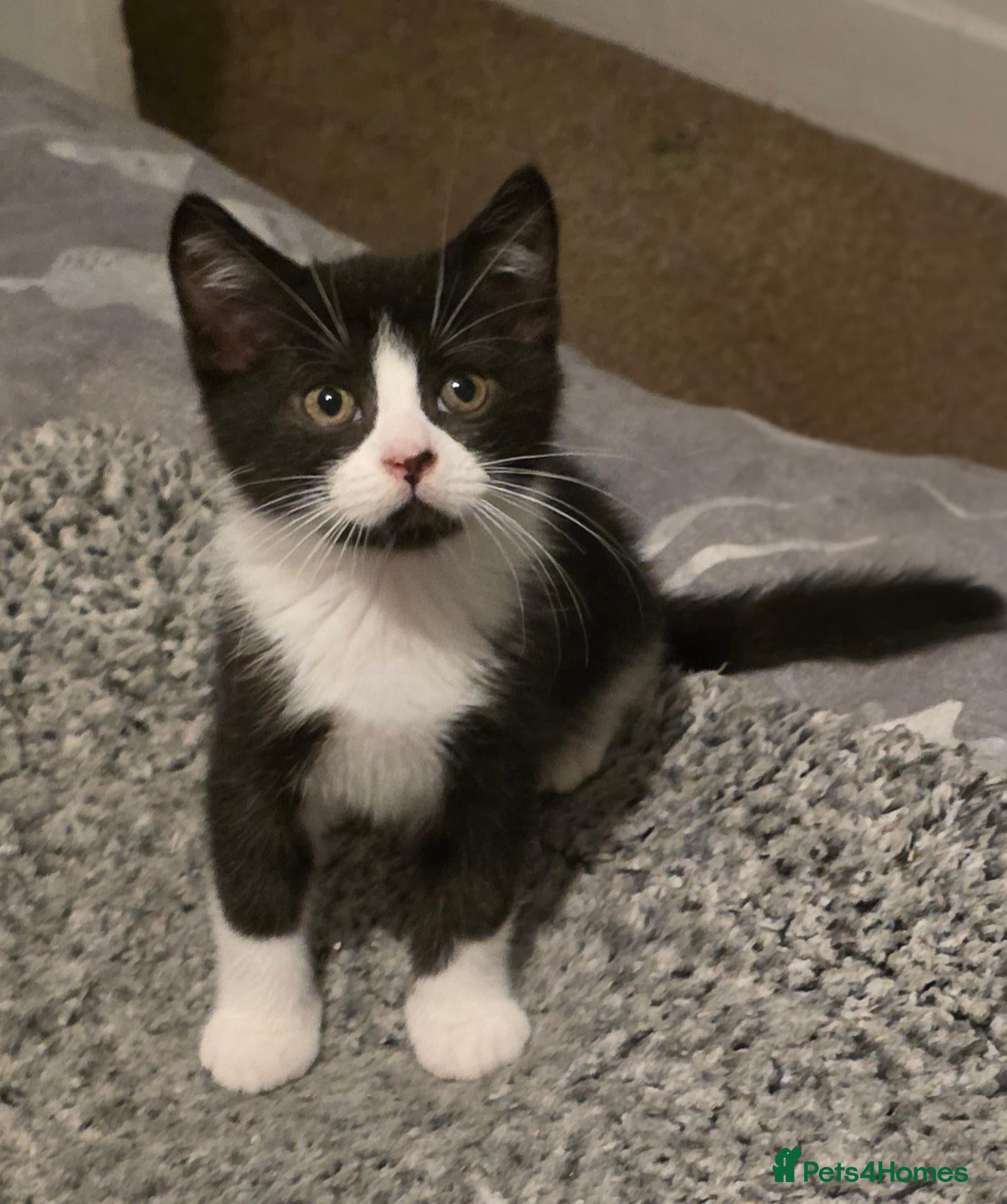 Mixed Breed cats Beautiful Mixed British Shorthair Kittens  🐾 - Advert 1