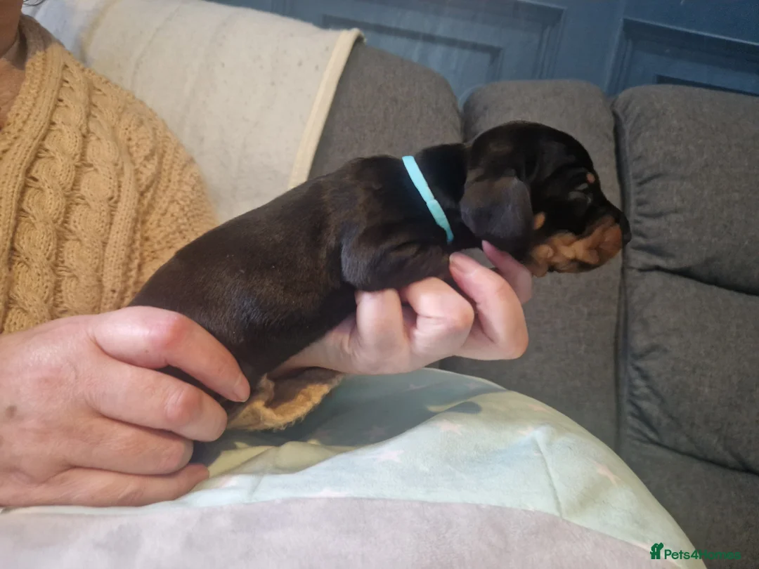 Miniature Dachshund dogs for sale: Miniature dachshund  - Advert 14