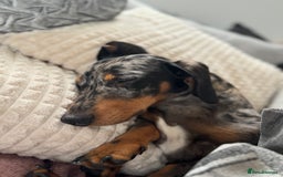 Miniature Dachshund dogs for sale: Miniature daschund - Image 1