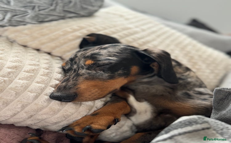 Miniature Dachshund dogs - Advert 8