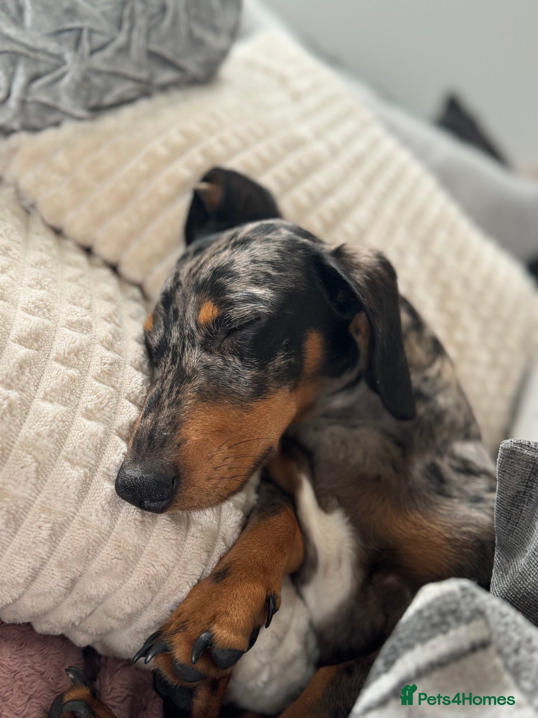 Miniature Dachshund dogs for sale: Miniature daschund - Image 1