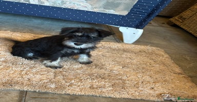 Miniature Schnauzer dogs - Advert 1