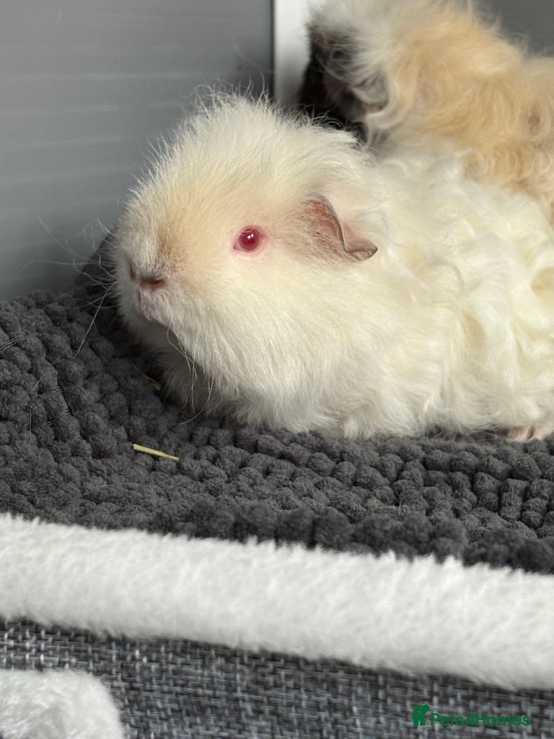 Guinea Pig rodents for sale: Bonded male piggies  - Image 8