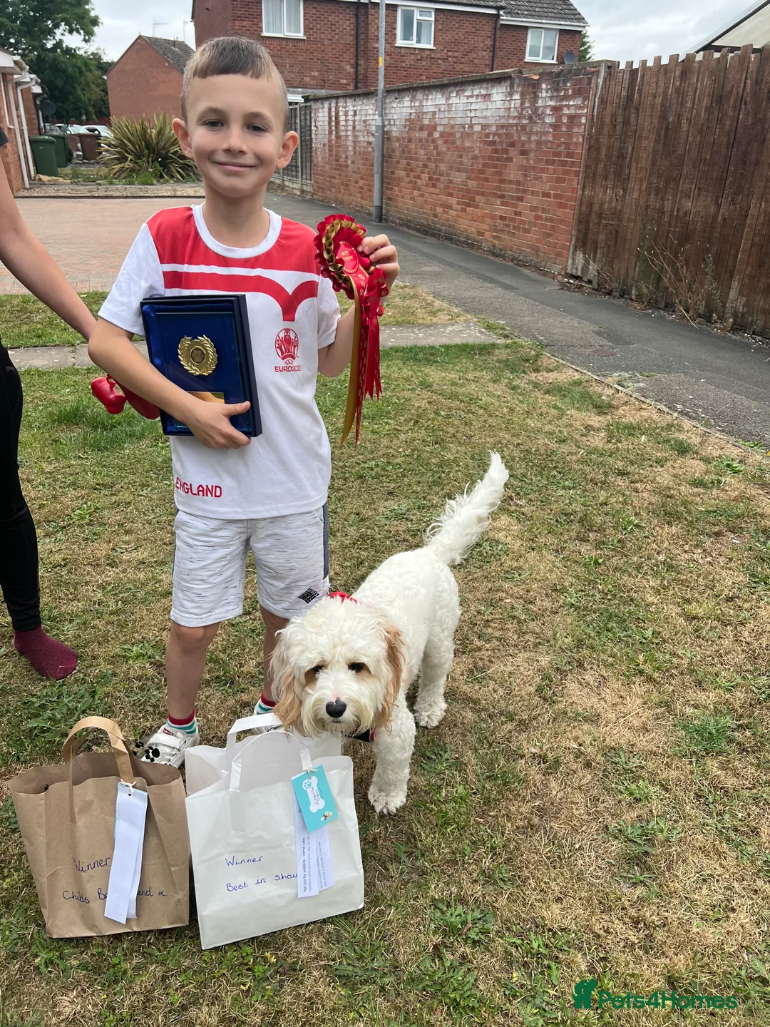 Cavapoo dogs for sale: Cavapoo puppies  - Advert 18