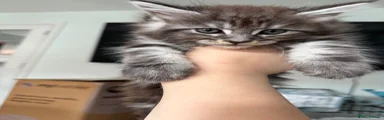 Maine Coon 2