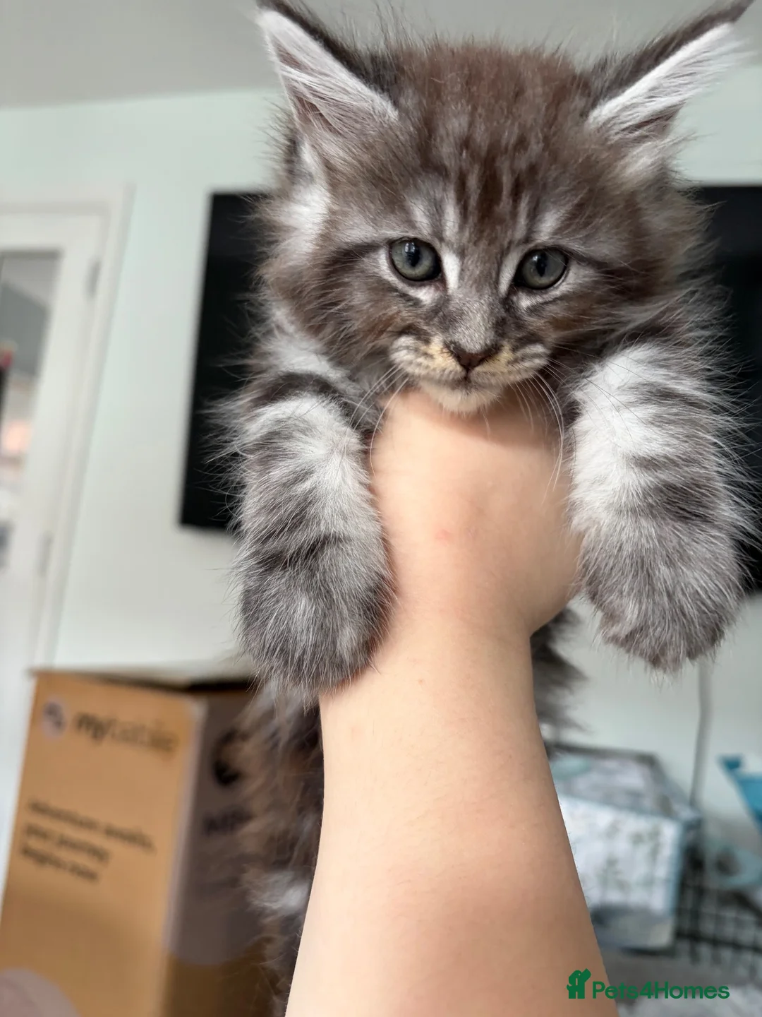Maine Coon cats for sale: Female Maine coon kittens in Belfast - Advert 2