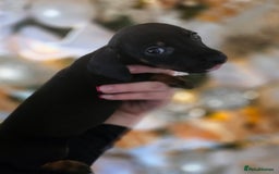 Dachshund dogs for sale: Daschund puppies - Advert 12