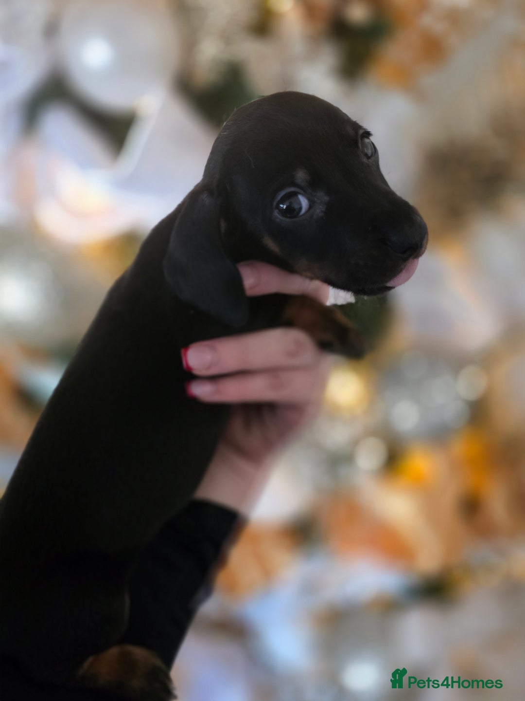 Dachshund dogs for sale: Daschund puppies - Advert 12