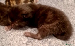 Mixed Breed cats for sale: Beautiful Mixed-Breed Kittens  - Image 4
