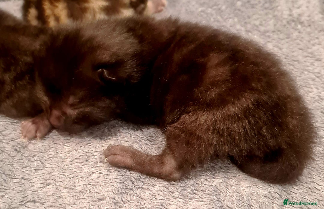 Mixed Breed cats for sale: Beautiful Mixed-Breed Kittens  - Image 4