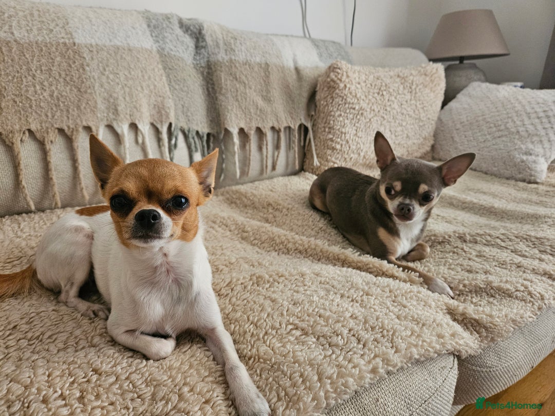 Chihuahua dogs for sale: 2 pure breed male chihuahua ready to leave - Image 13