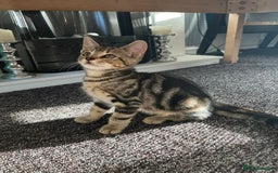 Domestic Shorthair cats for sale: Beautiful Domestic Shorthair kitten - Image 5
