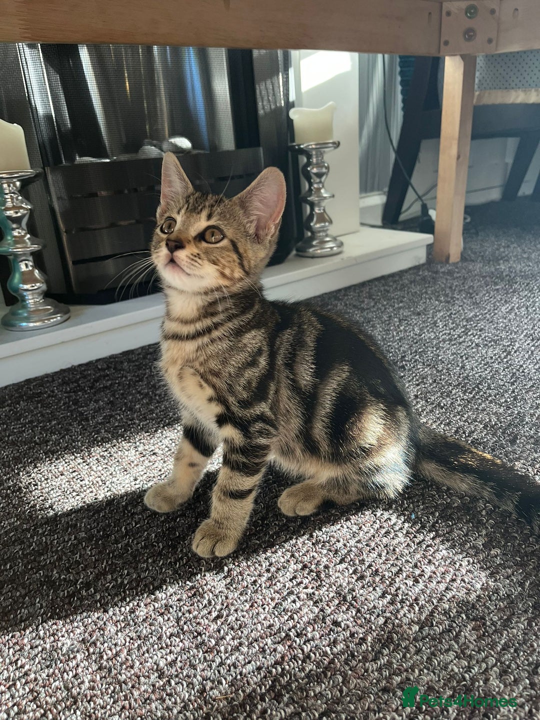 Domestic Shorthair cats for sale: Beautiful Domestic Shorthair kitten - Image 5