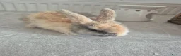 Mixed Breed rabbits for sale: Baby rabbits  - Advert 1