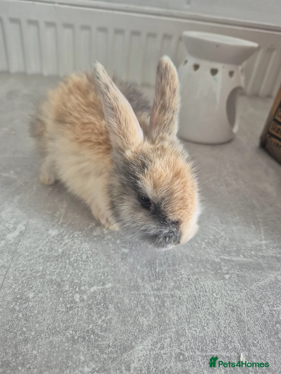 Mixed Breed rabbits for sale: Baby rabbits  - Advert 1