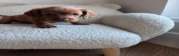 Doxiepoo dogs for sale: Doxipoo  - Advert 6