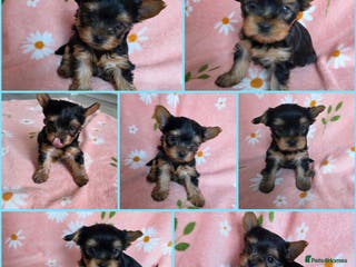 Yorkshire Terrier dogs Yorkshire Terrier,KC.Reg.5 generation Pedigree🐶🩵 - Advert 16