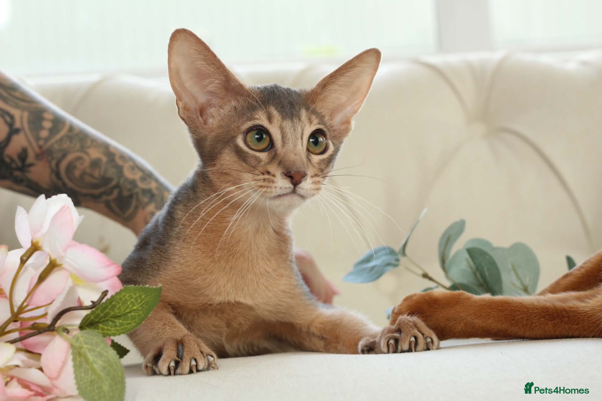 Abyssinian cats     Gorgeous kittens from champion parents 😽 - Advert 6