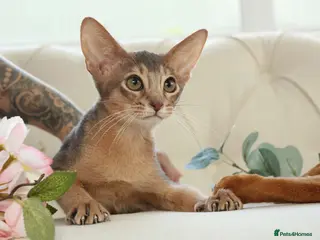 Abyssinian cats Gorgeous kittens from champion parents 😽 - Advert 6