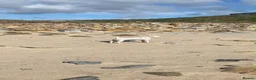 Lakeland Terrier dogs for sale: Lakeland terrier Puppys  - Advert 7