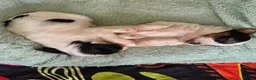 Biewer Terrier dogs for sale: Pure bred Biewer Terrier  - Advert 9