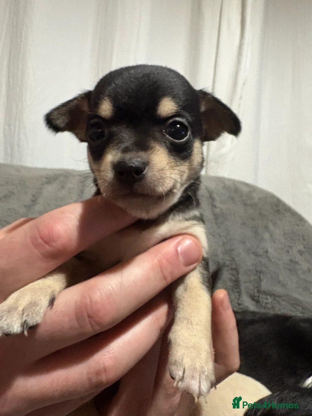 Chihuahua dogs for sale: Chihuahua puppies for sale  - Advert 7