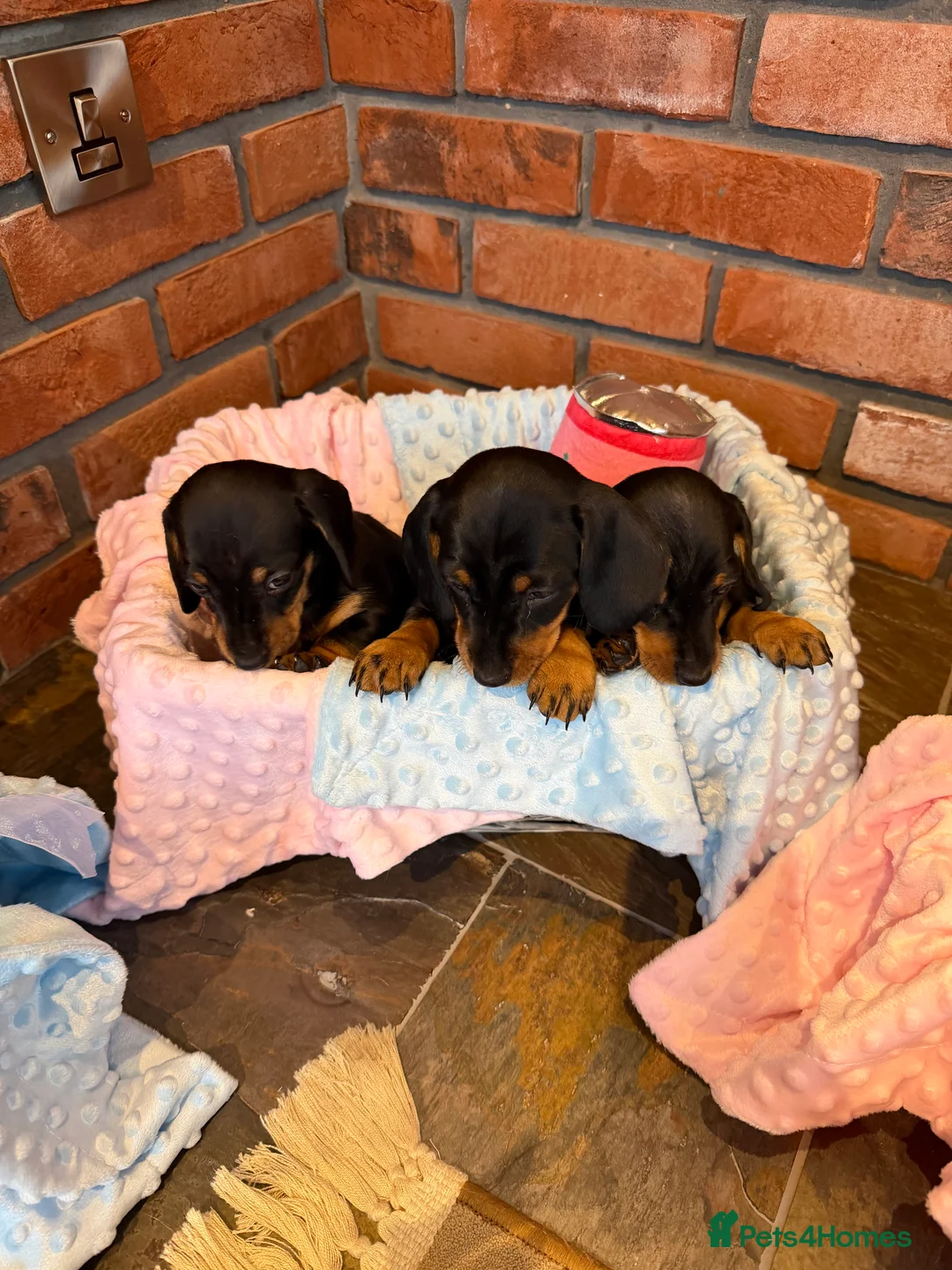 Dachshund dogs for sale: Miniature dachshunds  - Advert 2