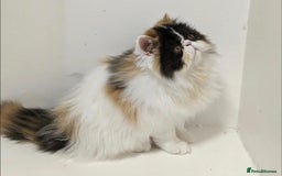 Persian cats for sale: Active Persian queen for rehoming 🩷 - Image 3