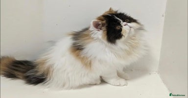 Persian cats - Advert 1