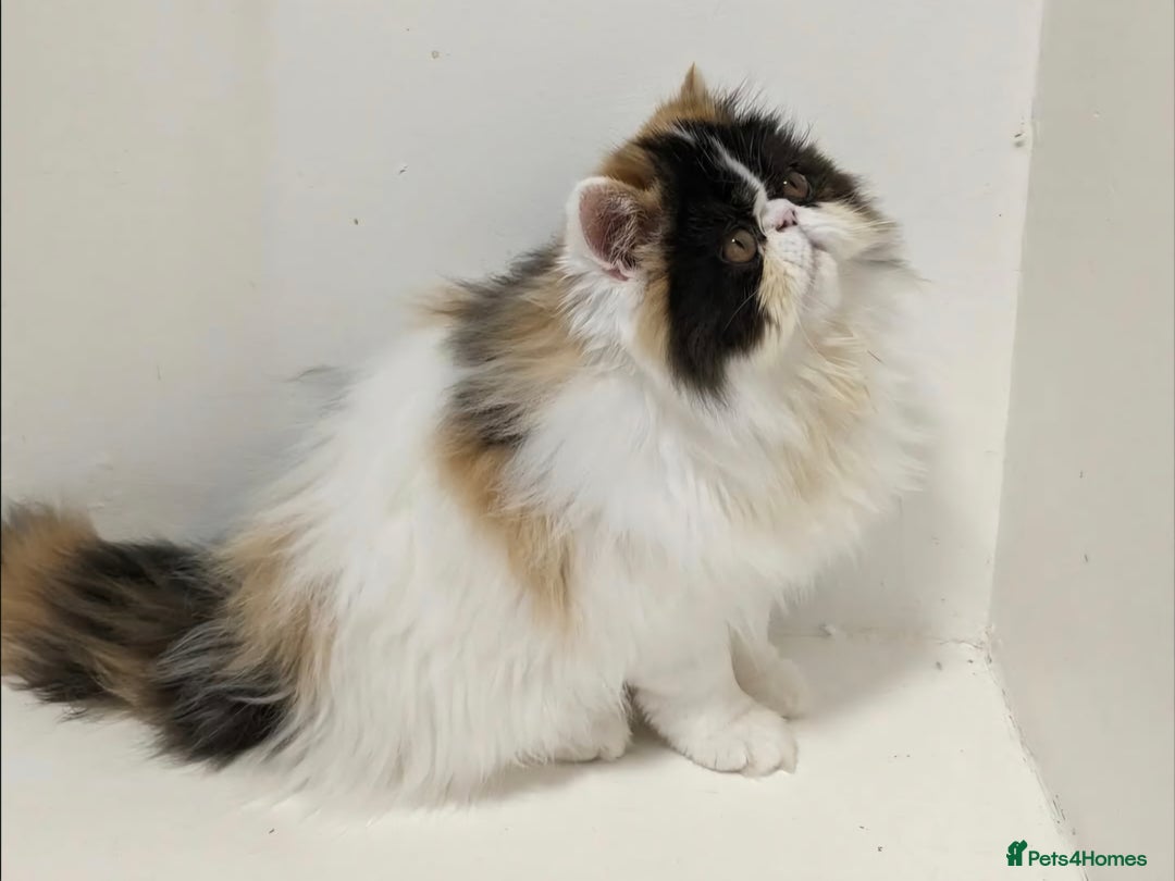 Persian cats for sale: Active Persian queen for rehoming 🩷 - Image 3