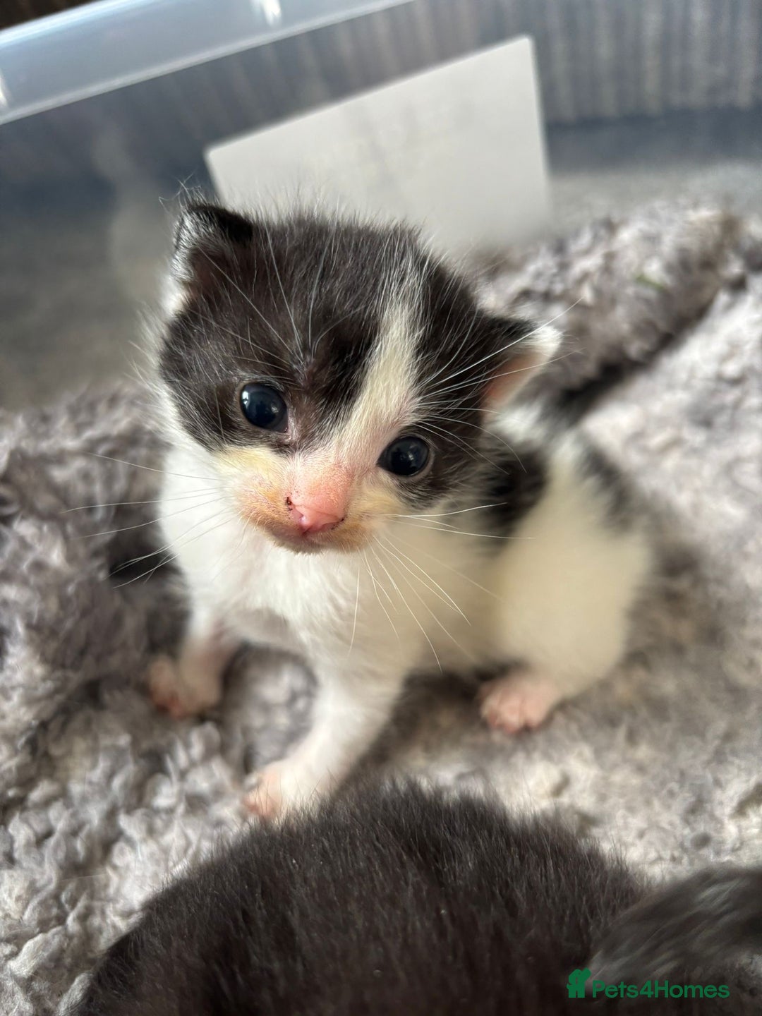 Mixed Breed cats for sale: 2 little boys looking for their forever home - Image 3