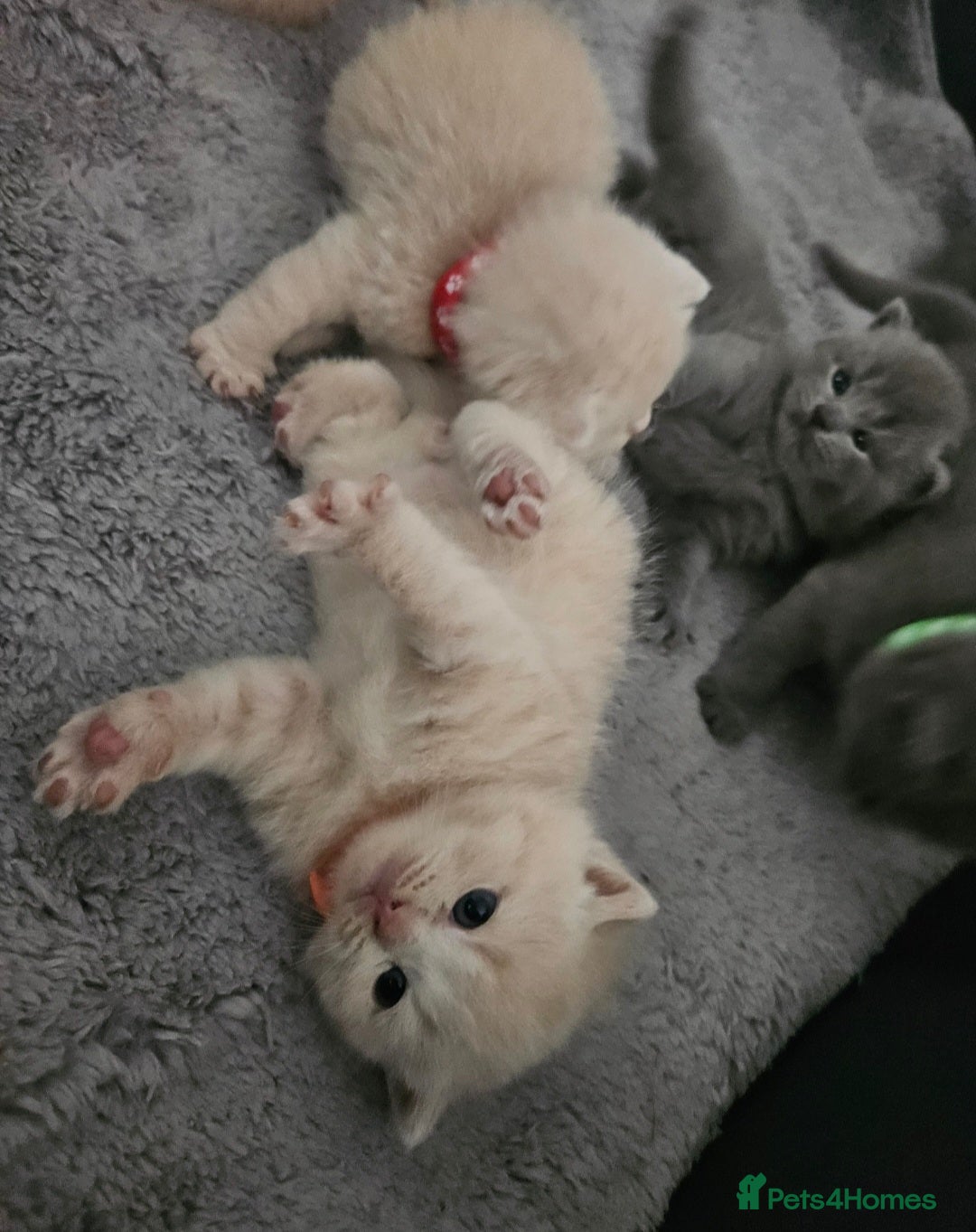 British Shorthair cats for sale: Pretty British shorthair  - Image 20