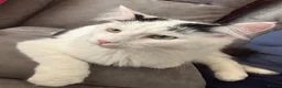 British Longhair cats for sale: Leo - Domestic Longhair black and white male - Advert 5