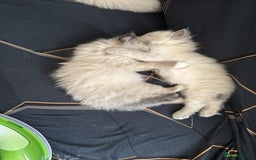 Ragdoll cats for sale: I've got some adorable Ragdoll kittens 😻🥰🐾 - Image 8