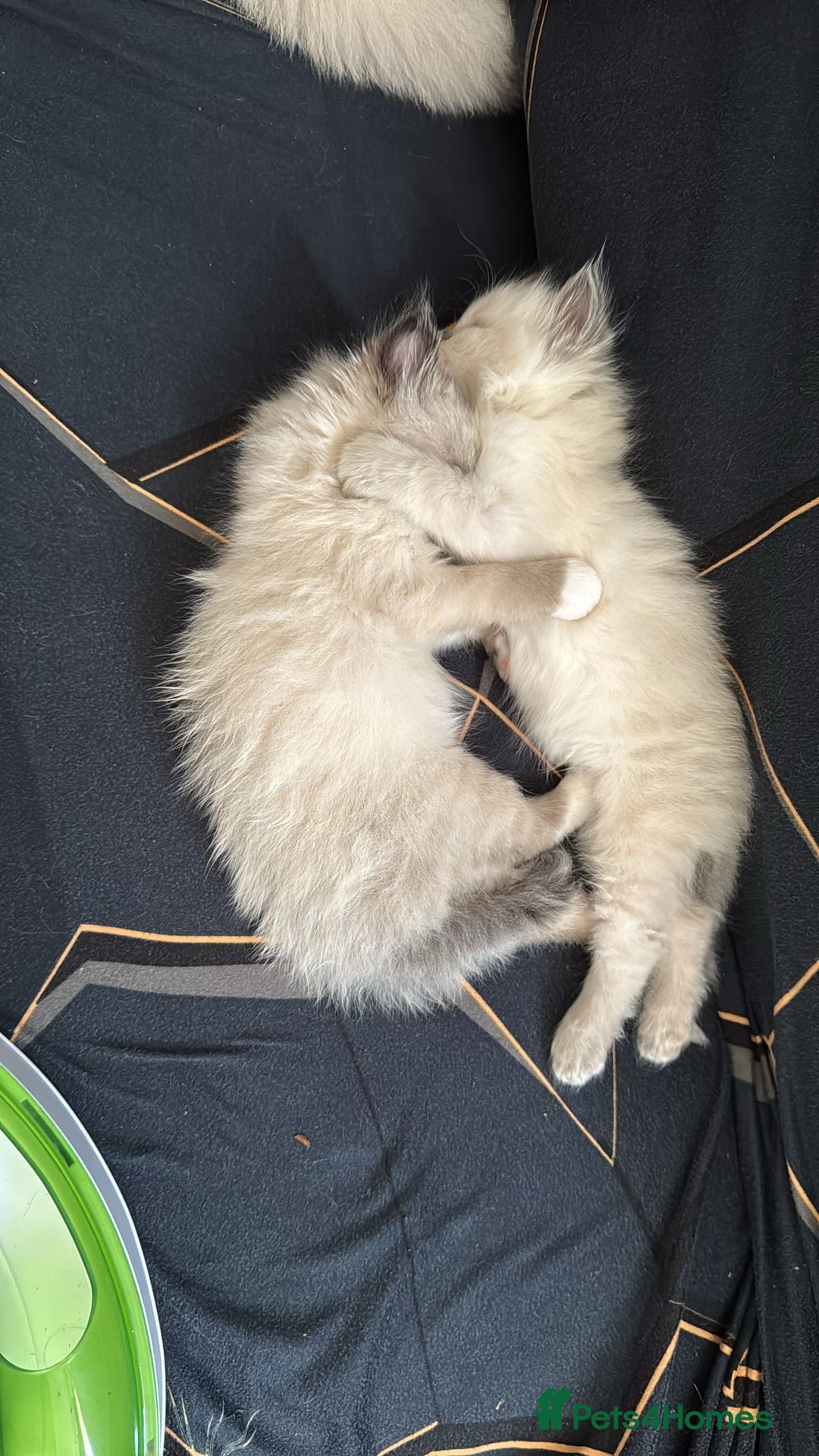 Ragdoll cats for sale: I've got some adorable Ragdoll kittens 😻🥰🐾 - Image 8