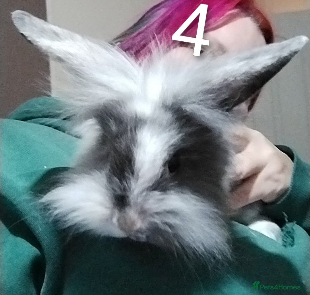 Lionhead rabbits for sale: 4 Female Lionhead available NOW - Advert 11