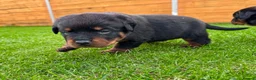 Rottweiler dogs for sale: KC Registered German Line Rottweiler Puppies 🐾🐾 - Advert 12