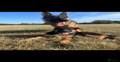 German Shepherd dogs - Advert 12