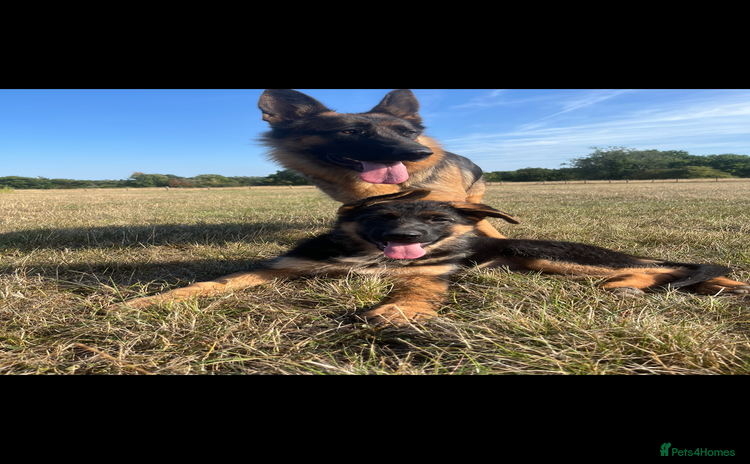 German Shepherd dogs - Advert 4