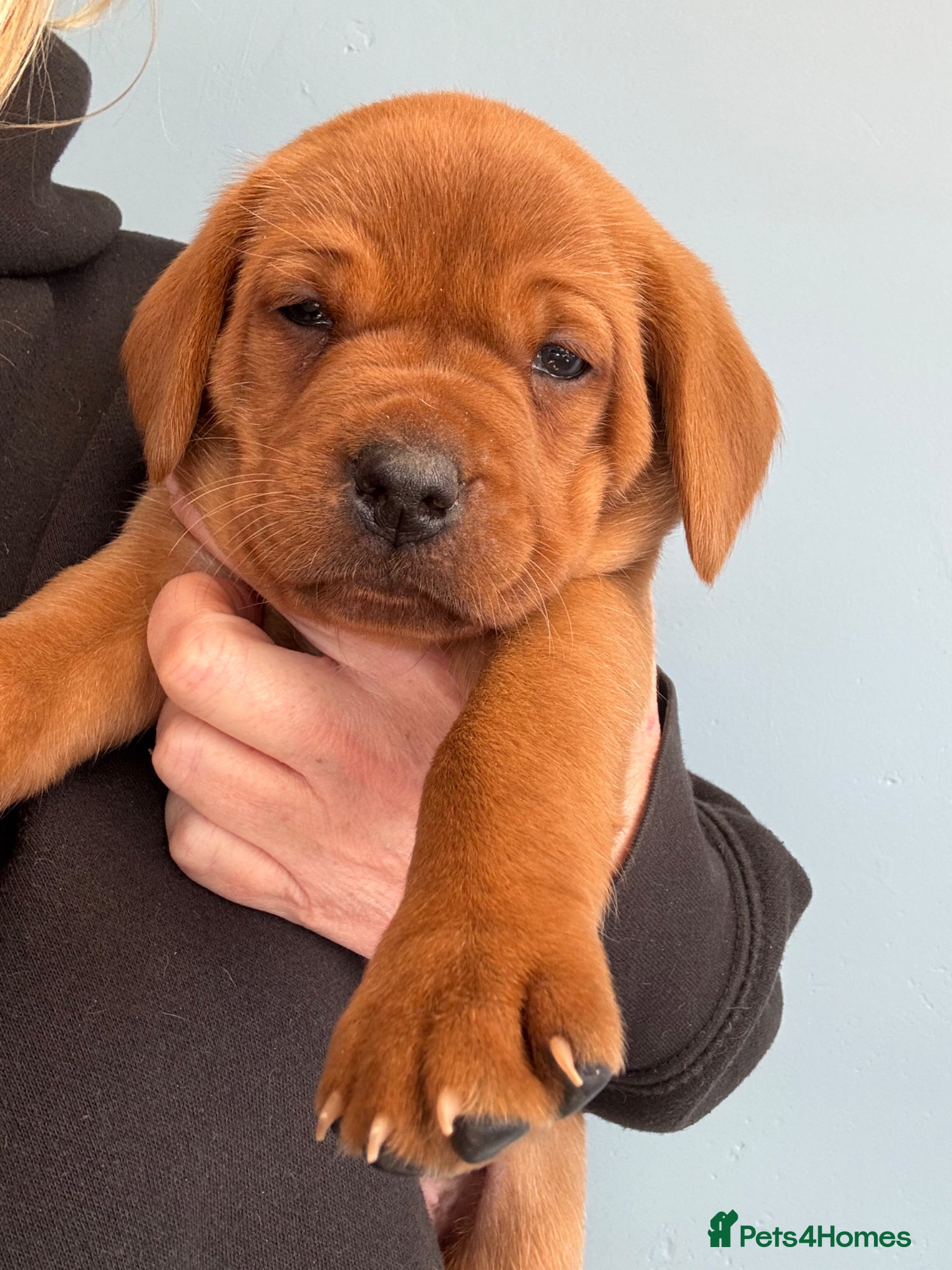 Labrador Retriever dogs Stunning fox red litter - fully health tested  - Advert 2