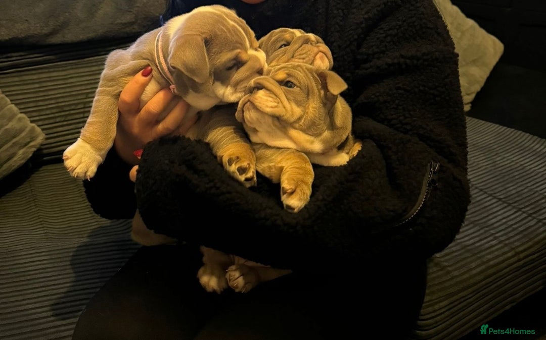 English Bulldog dogs for stud: STUD AVAILABLE!  - Image 4
