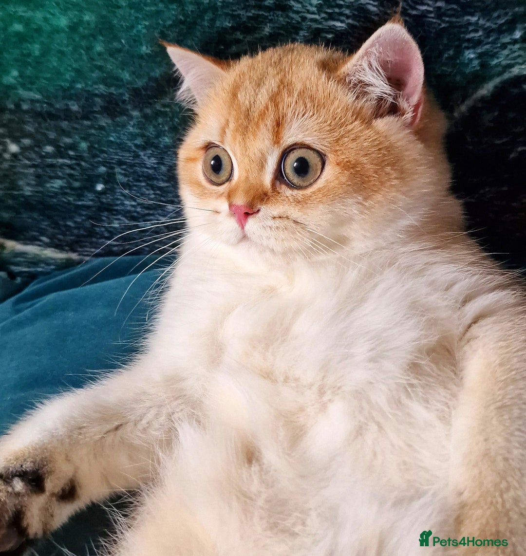 British Shorthair cats for sale: NY12 GOLDEN BSH BOY READY TO GO! - Image 8