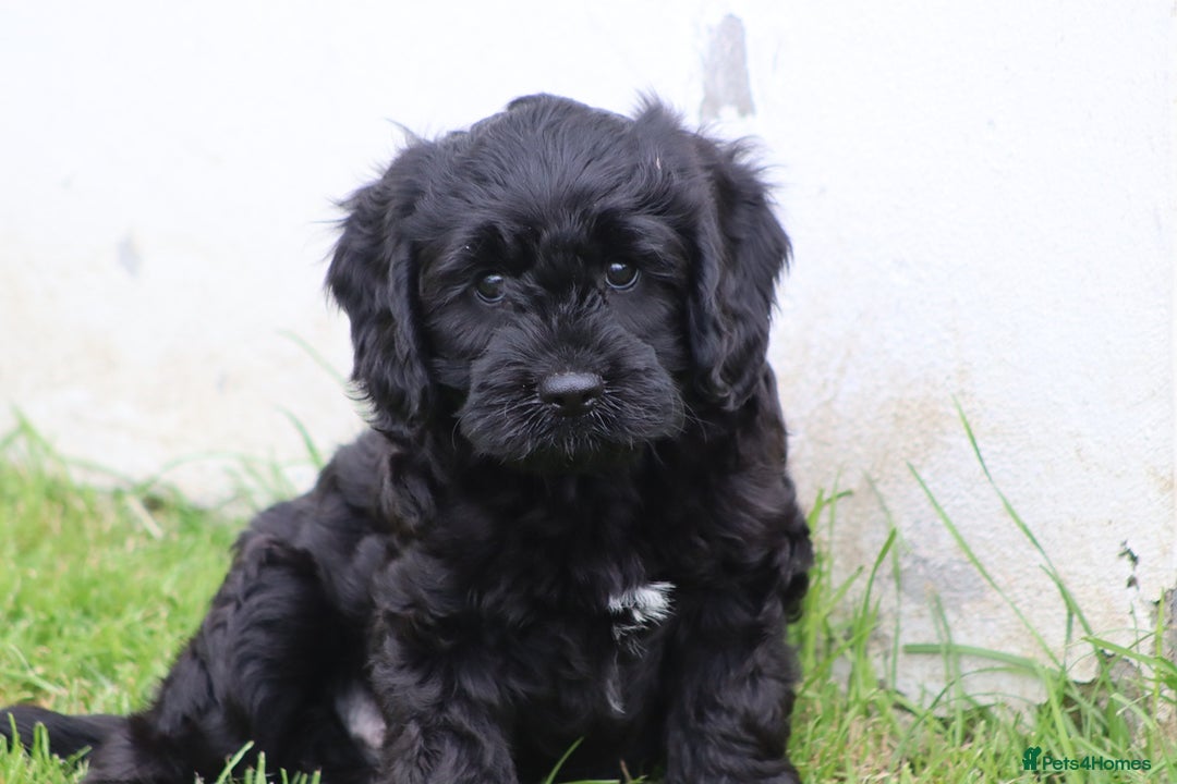 Cavapoo dogs for sale: Beautiful Cavapoo puppies for sale - Image 21
