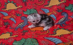 Scottish Fold cats for sale: Scottish Fold/Straight Kittens For Sale  - Image 11