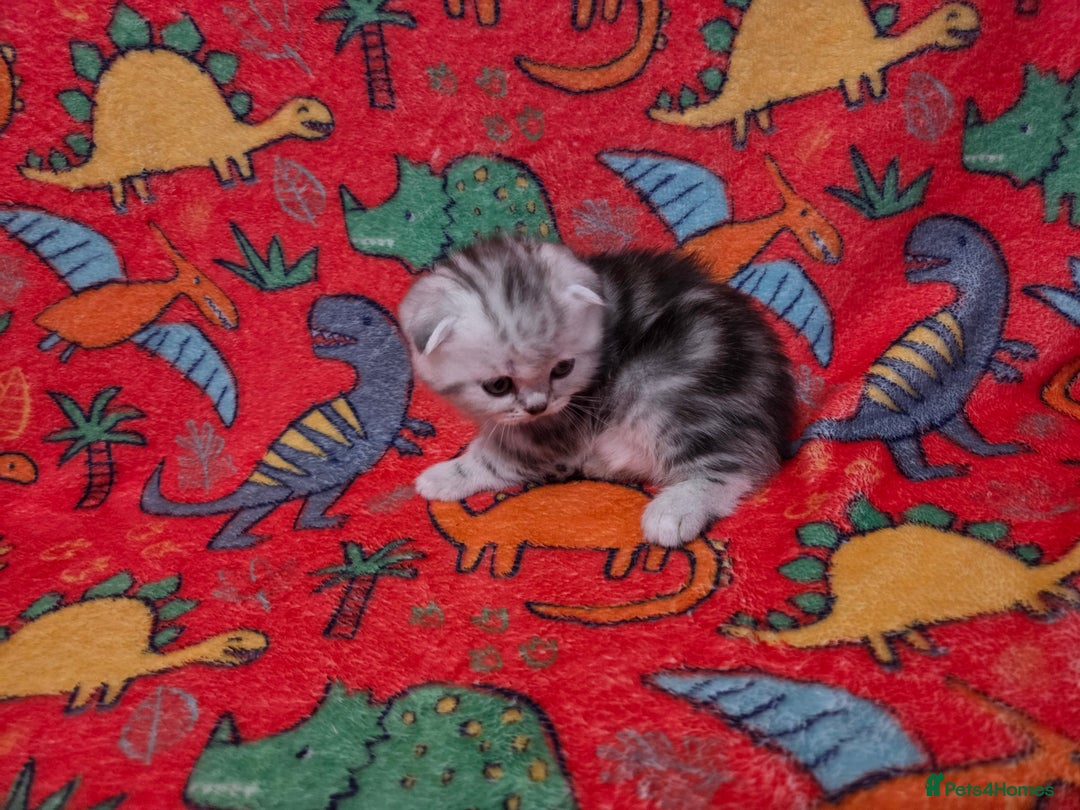 Scottish Fold cats for sale: Scottish Fold/Straight Kittens For Sale  - Image 11