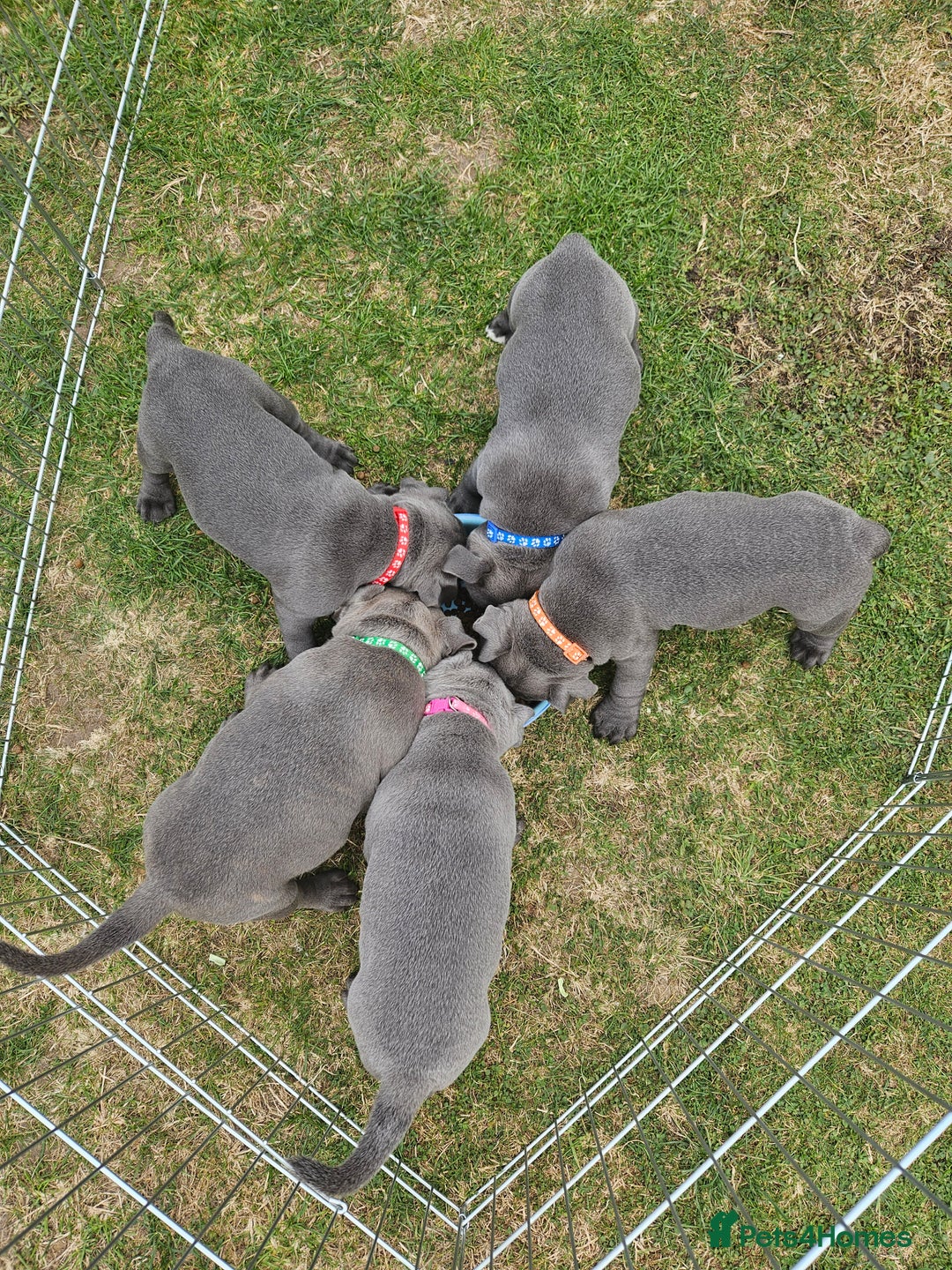 Staffordshire Bull Terrier dogs for sale: Staffordshire Bull Terrier boys - Image 8