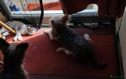Mixed Breed cats for sale: Cuddly fluffy kittens  - Image 18