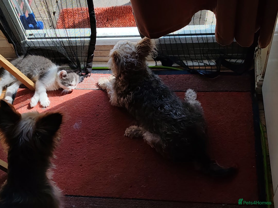 Mixed Breed cats for sale: Cuddly fluffy kittens  - Image 18