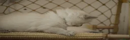 Ragdoll cats for sale: Blue Ragdoll Kittens parents health tested  - Advert 6